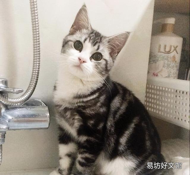 适合家养的猫(适合家养的猫咪品种)