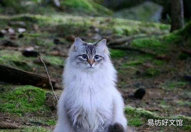 适合家养的猫(适合家养的猫咪品种)