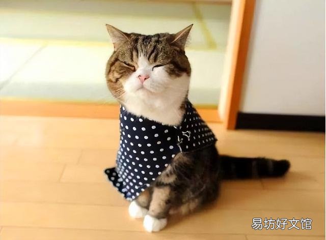 适合家养的猫(适合家养的猫咪品种)