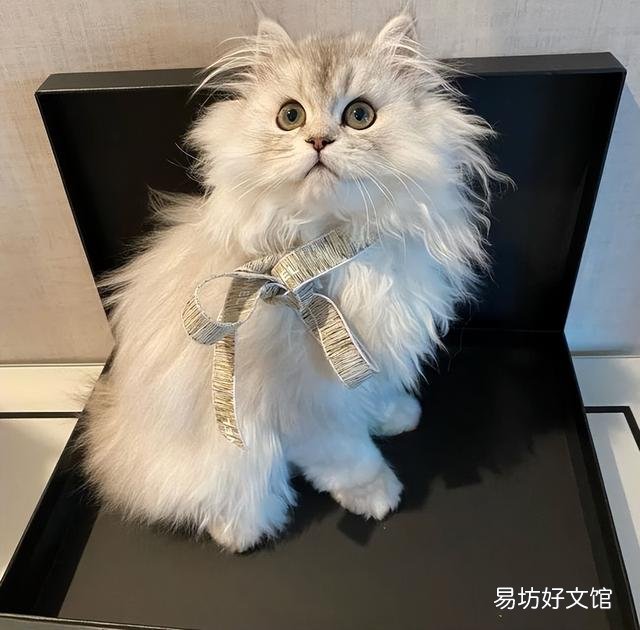 适合家养的猫(适合家养的猫咪品种)