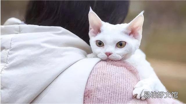 适合家养的猫(适合家养的猫咪品种)