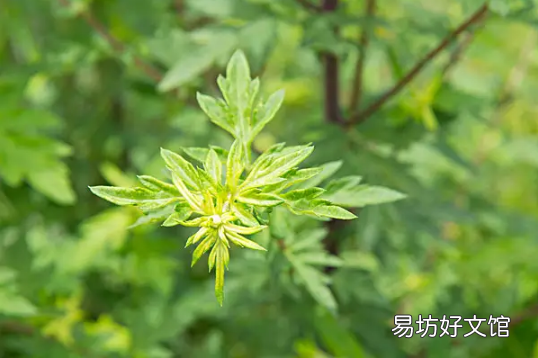 艾蒿的功效与作用 艾蒿能吃吗怎么吃