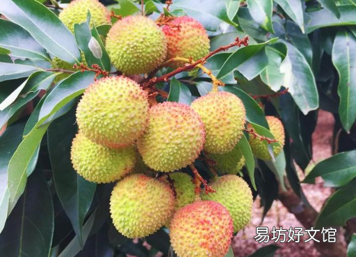 妃子笑荔枝怎么挑选 妃子笑荔枝核大还是小
