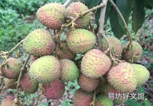 妃子笑荔枝怎么挑选 妃子笑荔枝核大还是小