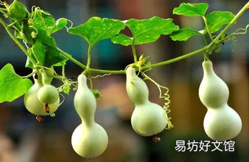 家里掛葫蘆的擺放禁忌有哪些 家里掛開口葫蘆還是閉口葫蘆好