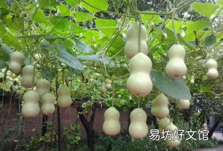 家里掛葫蘆的擺放禁忌有哪些 家里掛開口葫蘆還是閉口葫蘆好