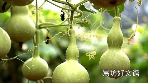家里掛葫蘆的擺放禁忌有哪些 家里掛開口葫蘆還是閉口葫蘆好