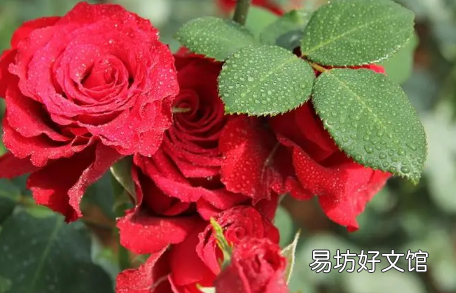 養玫瑰花哪些是要注意的 玫瑰花好養活嗎