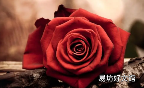 養玫瑰花哪些是要注意的 玫瑰花好養活嗎