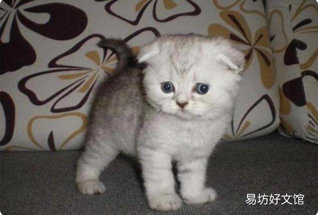 被宠物猫抓伤出血要打针吗(孩子被宠物猫抓伤出血要打针吗)