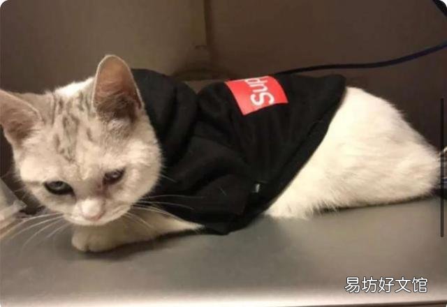 被宠物猫抓伤出血要打针吗(孩子被宠物猫抓伤出血要打针吗)