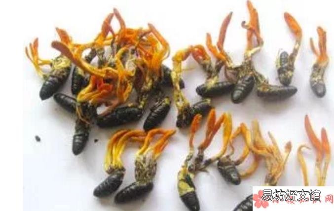 准妈妈吃冬虫夏草好不好 怀孕可以吃冬虫夏草吗