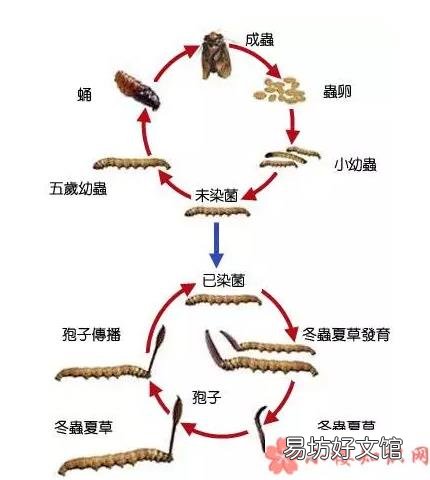 准妈妈吃冬虫夏草好不好 怀孕可以吃冬虫夏草吗
