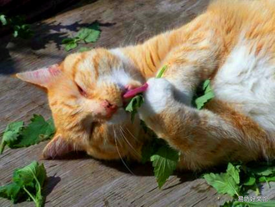 木天蓼对猫咪的害处(木天蓼对猫咪的危害)