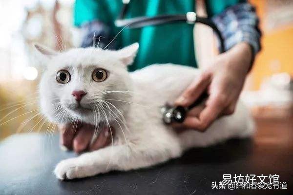 猫咪尴尬期几个月完全结束(猫咪尴尬期是几个月)