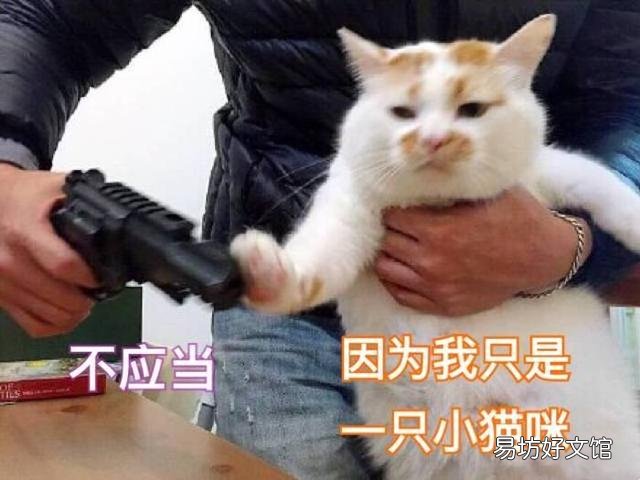 温顺的猫(温顺的猫排名)