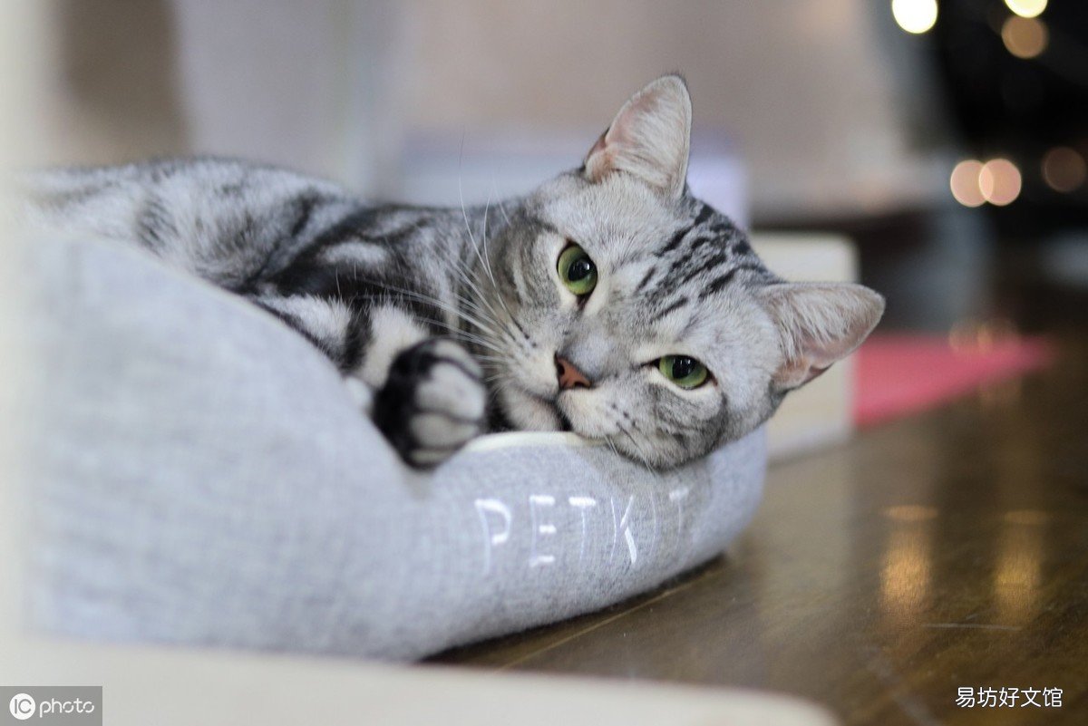 小猫几个月可以送人(一般小猫几个月可以送人)