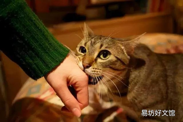 被猫抓伤了怎么办(被猫抓伤了怎么处理伤口?)