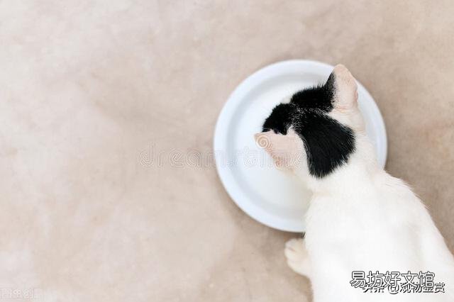 猫能吃酸奶吗(宠物猫能吃酸奶吗)