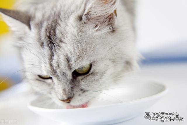 猫能吃酸奶吗(宠物猫能吃酸奶吗)