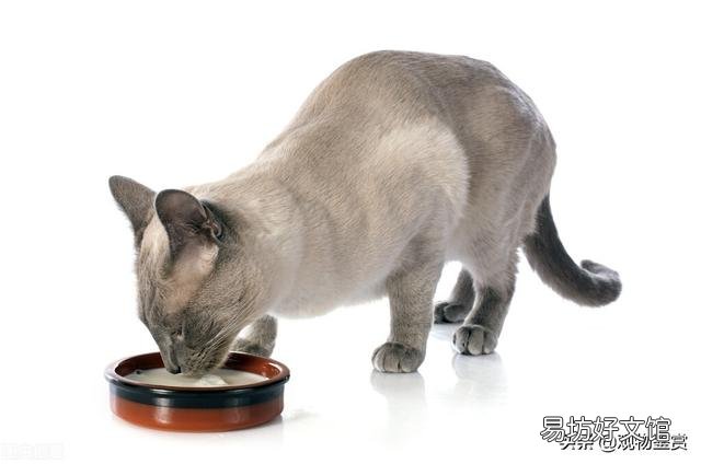 猫能吃酸奶吗(宠物猫能吃酸奶吗)