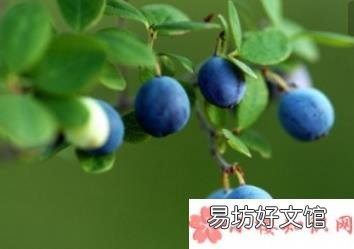 蓝莓一天吃多少为宜 孕妇蓝莓一次吃很多会怎样