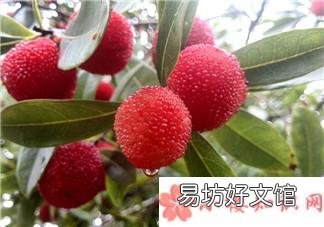 为什么吃杨梅会拉肚子 杨梅吃多了会拉肚子吗