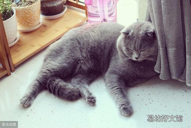 k9猫粮属于什么档次(k9猫粮怎么样)