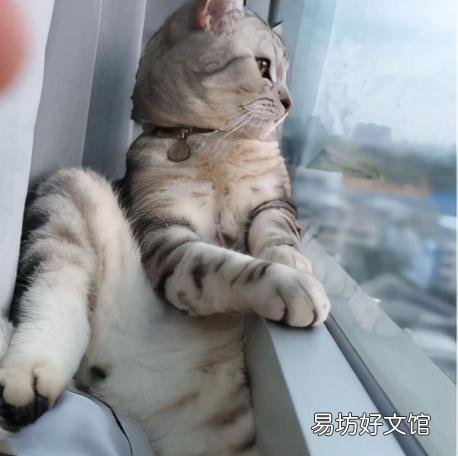 猫发春是什么样的(猫发春几月份)
