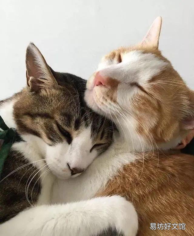 猫发春是什么样的(猫发春几月份)