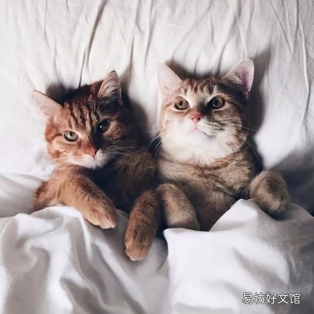 猫发春是什么样的(猫发春几月份)