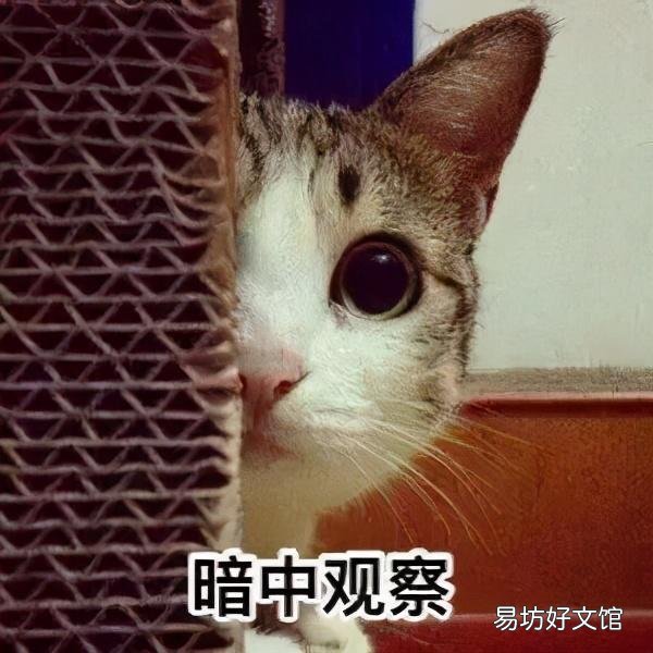 猫发春是什么样的(猫发春几月份)