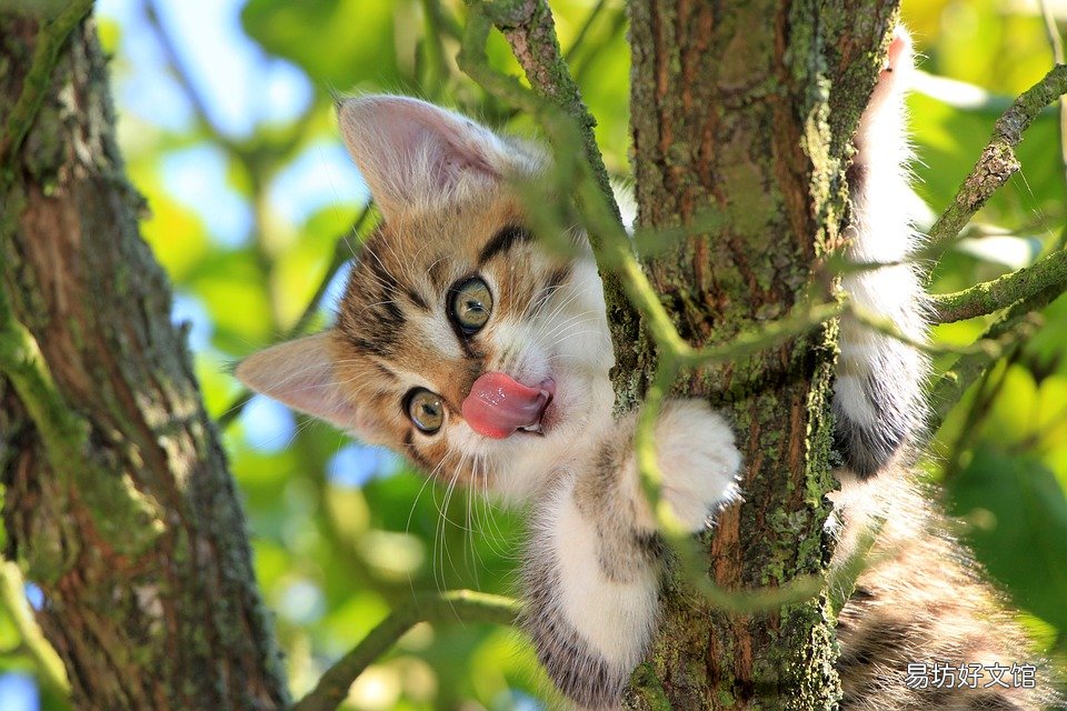 猫咪肚子一抽一抽的(猫咪肚子一抽一抽的为什么)