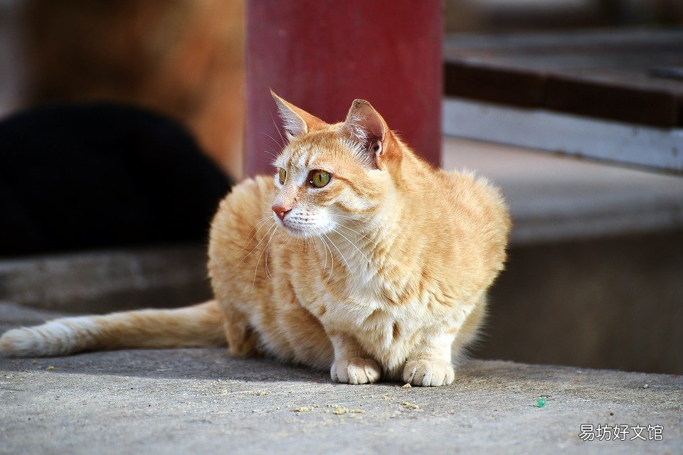 猫咪肚子一抽一抽的(猫咪肚子一抽一抽的为什么)