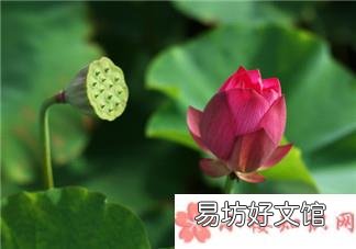 三伏天养生记住喝水别多也别少 2018三伏天如何养生