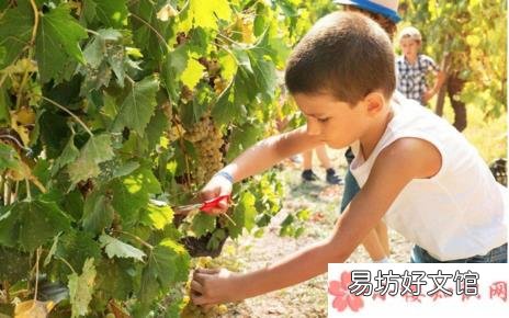 分享和孩子摘葡萄的句子短语 带孩子摘葡萄的心情说说