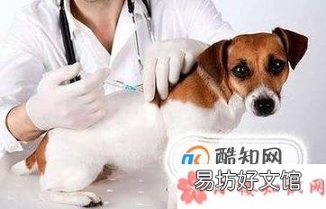 狗狗打什么疫苗?宠物狗疫苗怎么打