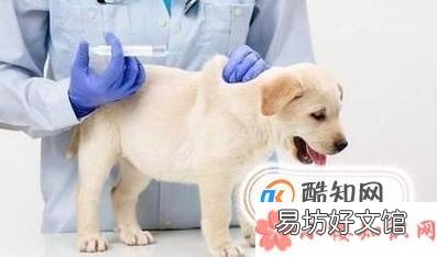 狗狗打什么疫苗?宠物狗疫苗怎么打