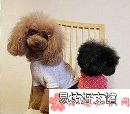 狗狗打什么疫苗?宠物狗疫苗怎么打