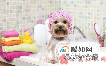 狗狗打什么疫苗?宠物狗疫苗怎么打