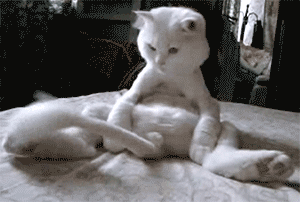 猫的尾巴有什么作用(猫尾巴的作用)