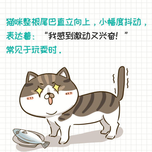 猫的尾巴有什么作用(猫尾巴的作用)