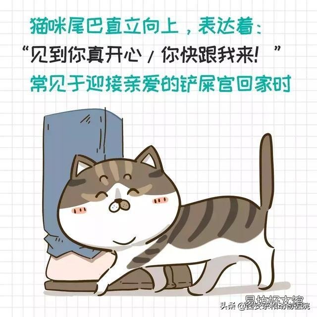 猫的尾巴有什么作用(猫尾巴的作用)