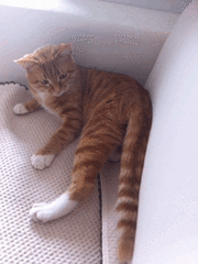 猫的尾巴有什么作用(猫尾巴的作用)