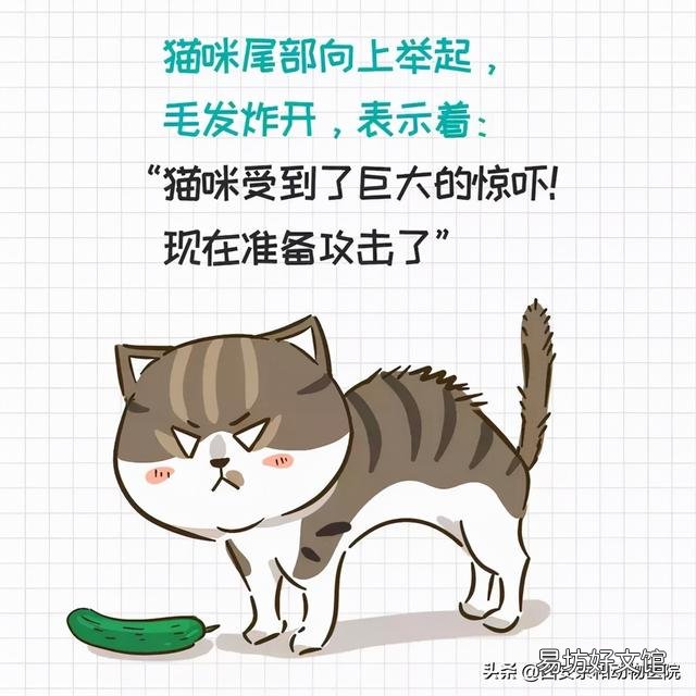 猫的尾巴有什么作用(猫尾巴的作用)