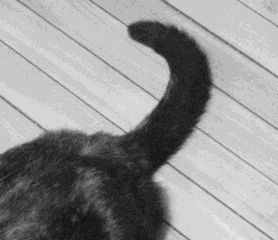 猫的尾巴有什么作用(猫尾巴的作用)