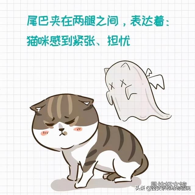 猫的尾巴有什么作用(猫尾巴的作用)
