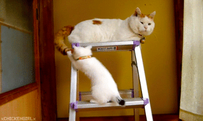 猫的尾巴有什么作用(猫尾巴的作用)