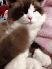 猫的尾巴有什么作用(猫尾巴的作用)