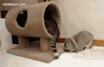 猫的尾巴有什么作用(猫尾巴的作用)